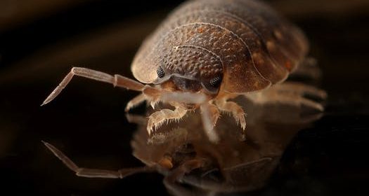 Las garrapatas, vectores de enfermedades