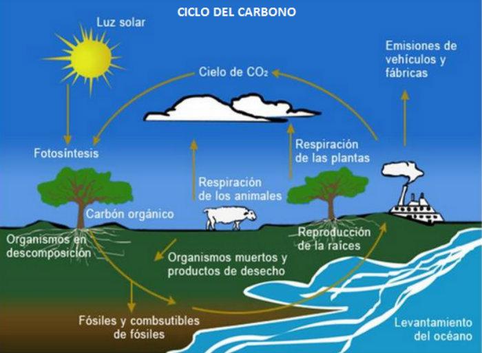 ¿cómo Es El Ciclo Del Carbono Diarios Ciudadanos