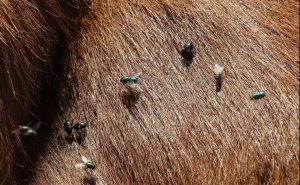 Moscas-azules-de-la-carne